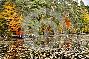 Autumn fabulous landscape of a lake overgrown with water lilies framed by colorful trees and grazing geese