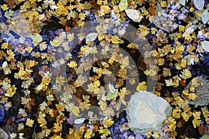 Autumn fads. Fallen leaves in a puddle of water. View from above.