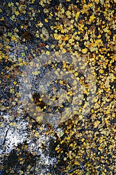 Autumn fads. Fallen leaves in a puddle of water. View from above.