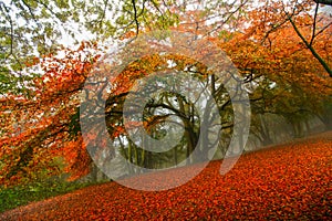 Autumn fairytale forest tree