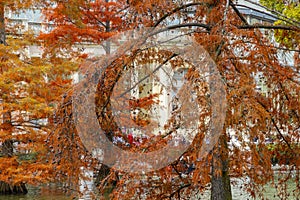 Autumn. Fall. Autumn landscape. Autumn colors. Palacio de Cristal. Madrid. El Retiro Park.