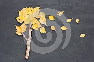 Autumn fall or back to school concept. Wind blows yellowed leaves from birch tree made from stick on blackboard background. Flat