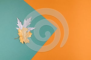 Autumn Fall Background.  Autumn Arrives. Minimal creative flat lay with maple golden leaves on two colored orange and green blue