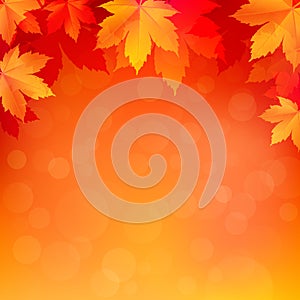 Autumn, fall background with bright golden maple leaves.