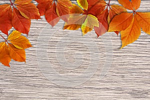 Autumn fall background. Colorful red and orange fall leaves on wood background with copy space