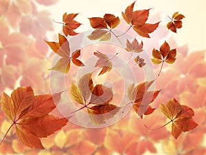 Autumn fall background. Many colorful red and orange autumn blurred leaves with sun rays