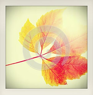 Autumn fall background. One colorful red and orange autumn leave with sun ray - made like an instant vintage amateur photograph wi