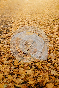 Autumn fall background with transparent umbrella on fallen yellow maple leaves. Trend umbrella with orange leaf lies on the ground