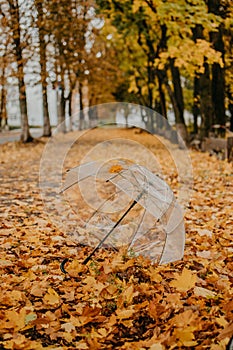 Autumn fall background with transparent umbrella on fallen yellow maple leaves. Trend umbrella with orange leaf lies on the ground