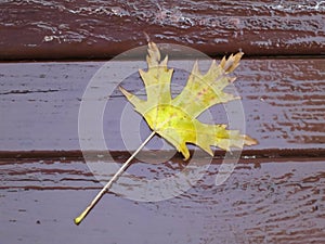 Autumn / Fall Background - Yellow maple leaf