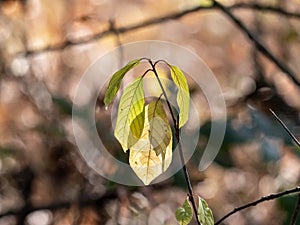 Autumn fall backlighted leafs close up on dark background