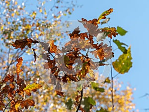 Autumn fall backlighted leafs close up on dark background