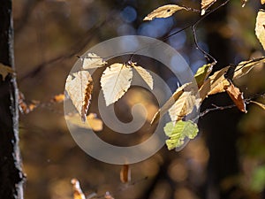 Autumn fall backlighted leafs close up on dark background