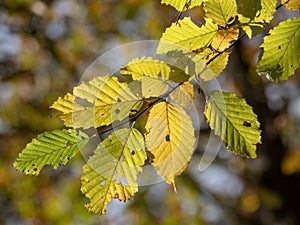 Autumn fall backlighted leafs close up on dark background