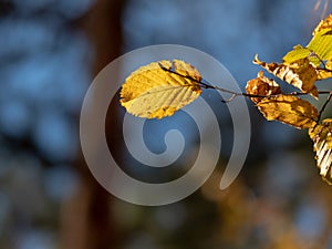 Autumn fall backlighted leafs close up on dark background