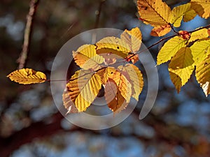 Autumn fall backlighted leafs close up on dark background