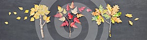 Autumn fall banner. Birch, oak and maple tree made from twigs, sticks and fallen leaves on chalkboard background