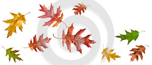 Autumn fall banner with falling oak tree leaves (Quercus rubs L.). Flying color leaves isolated on white