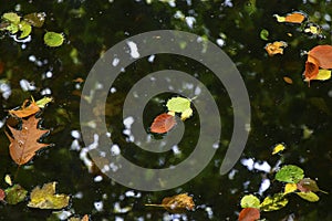 Autumn and fall colorful leaves in water, shadows and lights, yellow, reg, orange and green colors in nature background