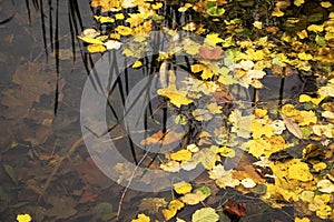 Autumn and fall colorful leaves in water, shadows and lights, yellow, reg, orange and green colors in nature background