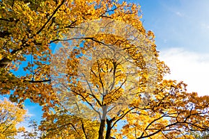 Autumn Fall Colorful Trees Background against Blue Sky and Sunlight