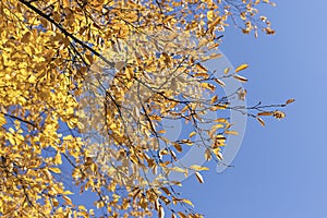 Autumn Fall colorful yellow tree leaves against blue skyNature landscape