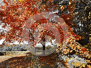 Autumn fall colors highlighted at Cornell University Overlook