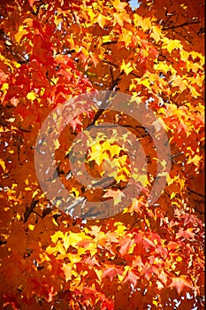 Autumn fall foilage colors in the leaves on a tree in Ohio photo