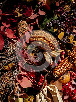 Autumn or Fall composition. Fall leaves, berries and corn. Mood, lifestyle, still life concept. Thanksgiving decorations