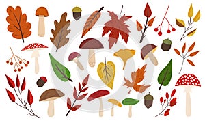 Autumn fall elements bundle. 31 vector elements isolated on white background. Mushrooms, leaves, acorns, rowan. Seasonal clip art.