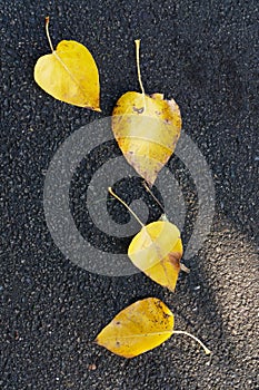 Autumn or fall fallen leaves on tarmac