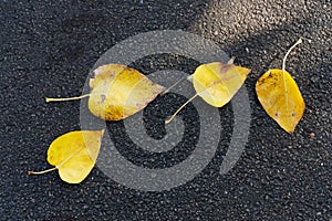 Autumn or fall fallen leaves on tarmac