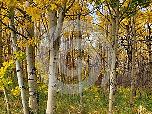Autumn fall foilage, Poster Perfect!