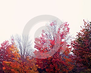 Autumn or fall foliage