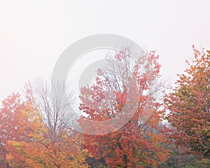 Autumn or fall foliage