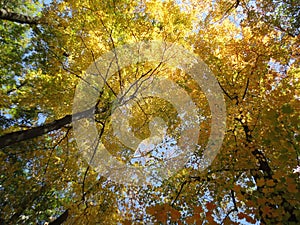 Autumn Fall Foliage Canopy