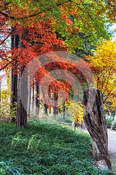 Autumn fall foliage in Nami Island