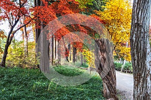 Autumn fall foliage in Nami Island