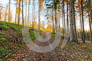 Autumn fall forest. Colorful nature scene, soft sunlight colors. Path in the forest during sunset