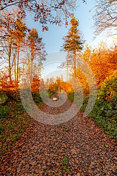 Autumn fall forest. Colorful nature scene, soft sunlight colors. Path in the forest during sunset