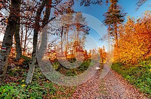 Autumn fall forest. Colorful nature scene, soft sunlight colors. Path in the forest during sunset