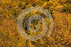 Autumn fall forest colors - background texture with amazing details of this season