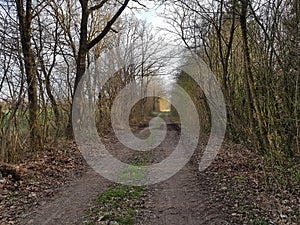 Autumn Fall Forest path on daytime