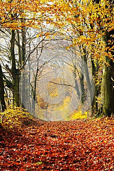 Autumn, fall forest. Path of red leaves towards light.