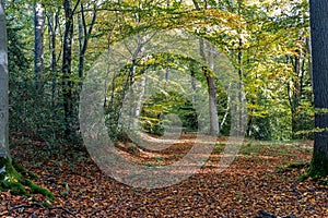 Autumn, fall forest. Path of red leaves towards light. Mysterious, hope.