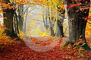 Herbst abfall Wald die Straße aus Blätter k das licht 