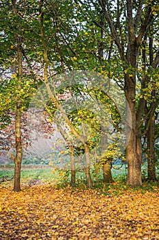 Autumn, fall forest. Path of yellow leaves towards light.