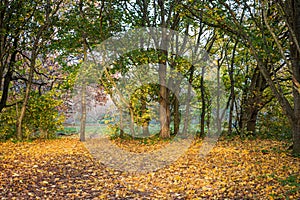 Autumn, fall forest. Path of yellow leaves towards light.