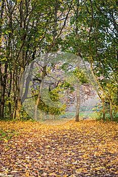 Autumn, fall forest. Path of yellow leaves towards light.