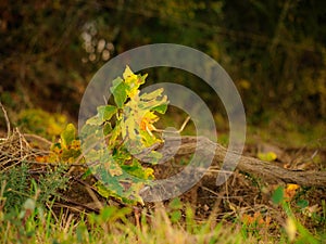 Autumn fall forest scene